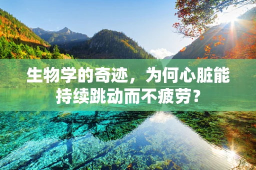 生物学的奇迹，为何心脏能持续跳动而不疲劳？